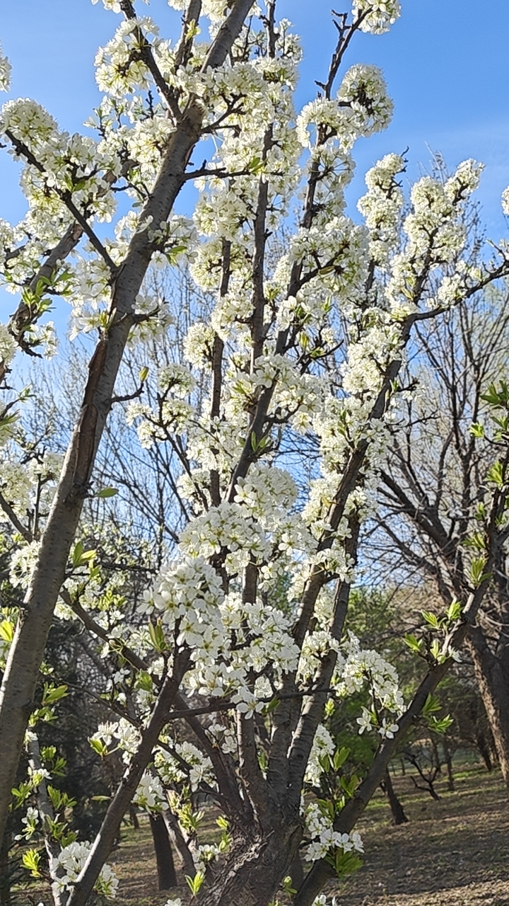 繁花似雪