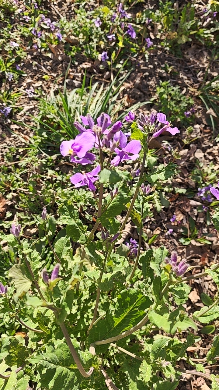 陌上紫花