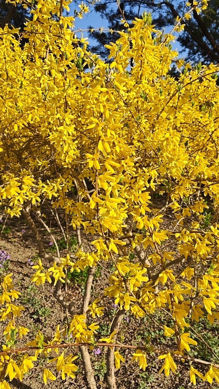 迎春花开