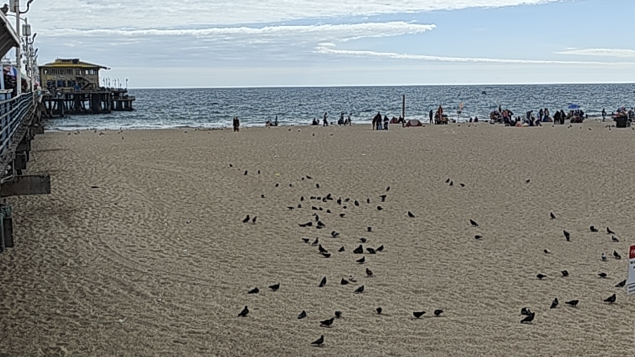 海边鸽群